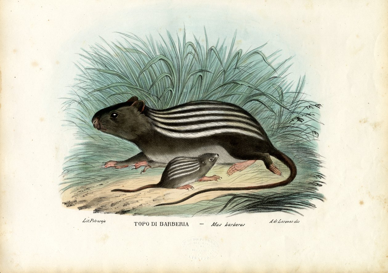 Stribet mus, 1863-79 af Raimundo Petraroja