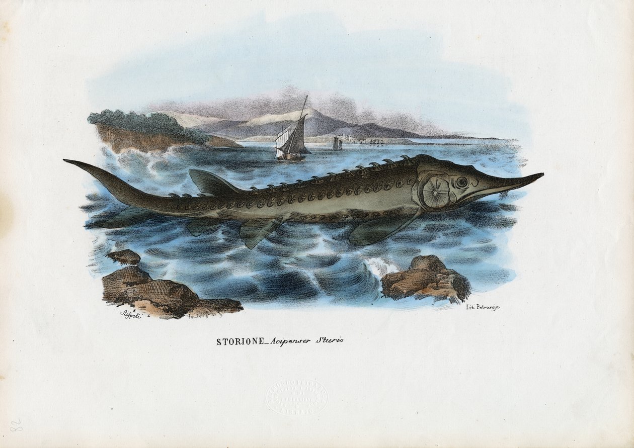 Stør, 1863-79 af Raimundo Petraroja