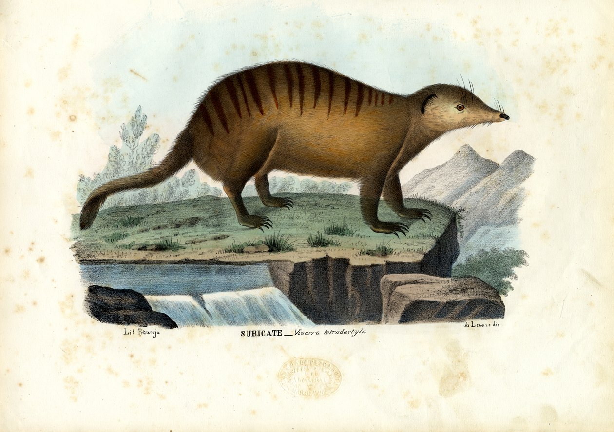 Suricate, 1863-79 af Raimundo Petraroja