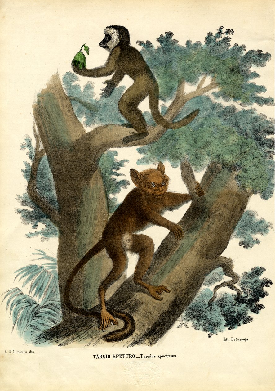 Tarsier, 1863-79 af Raimundo Petraroja