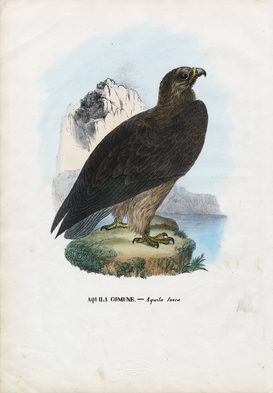 Tawny Eagle, 1863-79 af Raimundo Petraroja