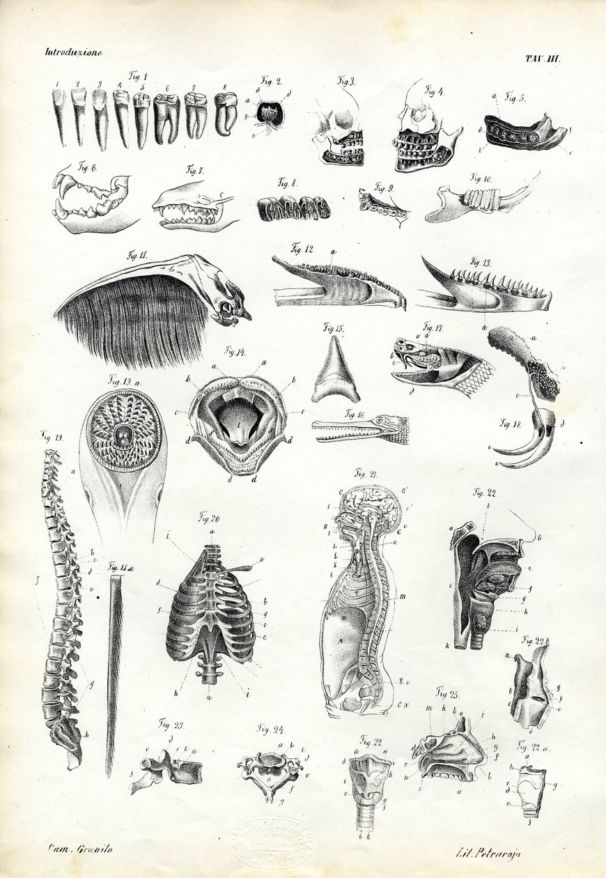 Teeth, 1863-79 af Raimundo Petraroja