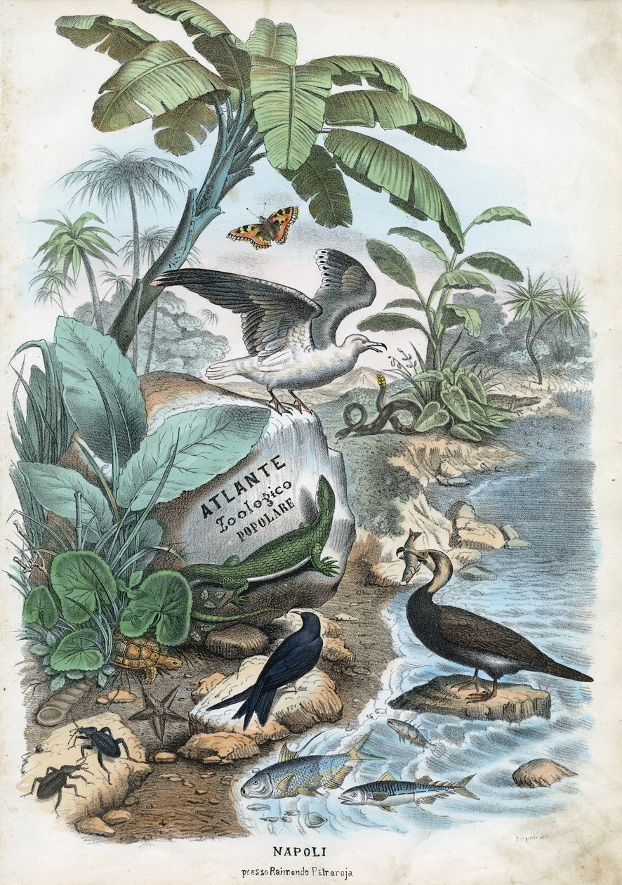 Titelblad, 1863-79 af Raimundo Petraroja