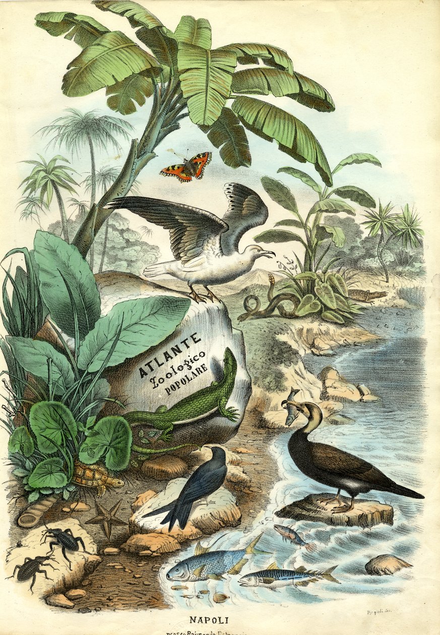 Title Page, 1863-79 af Raimundo Petraroja