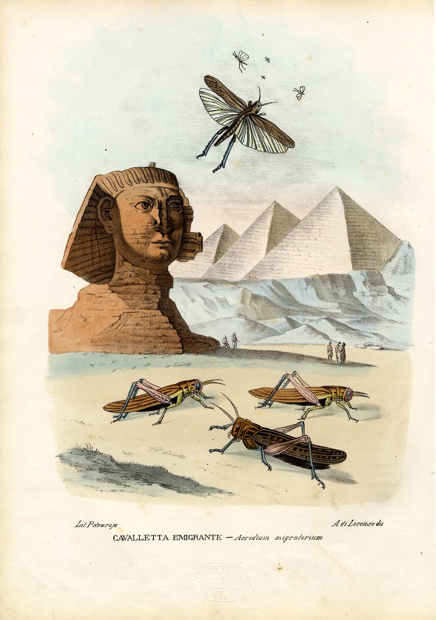 True Crickets, 1863-79 af Raimundo Petraroja