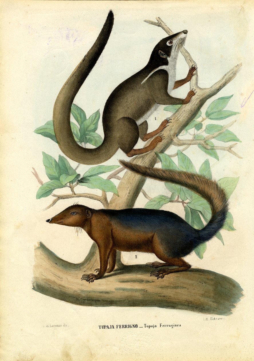 Tupaja, 1863-79 af Raimundo Petraroja