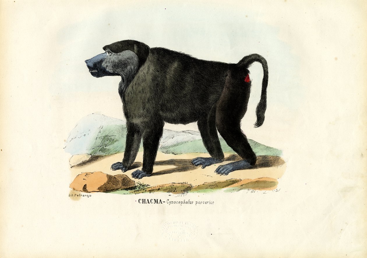 Ursine Bavian, 1863-79 af Raimundo Petraroja