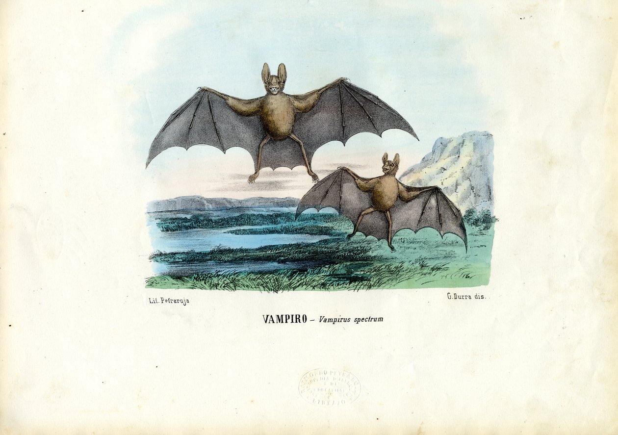 Vampyr flagermus, 1863-79 af Raimundo Petraroja