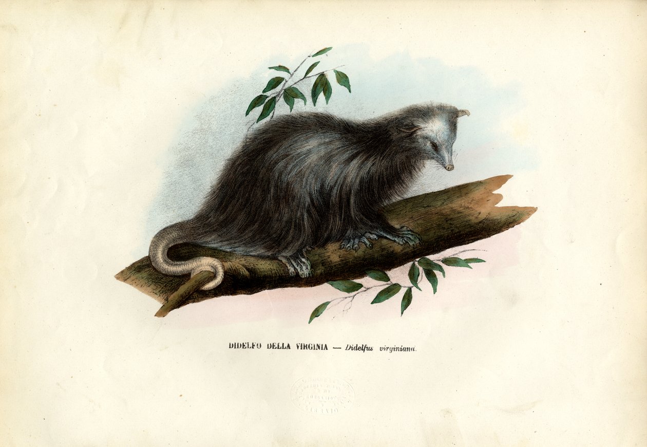 Virginia Opossum, 1863-79 af Raimundo Petraroja