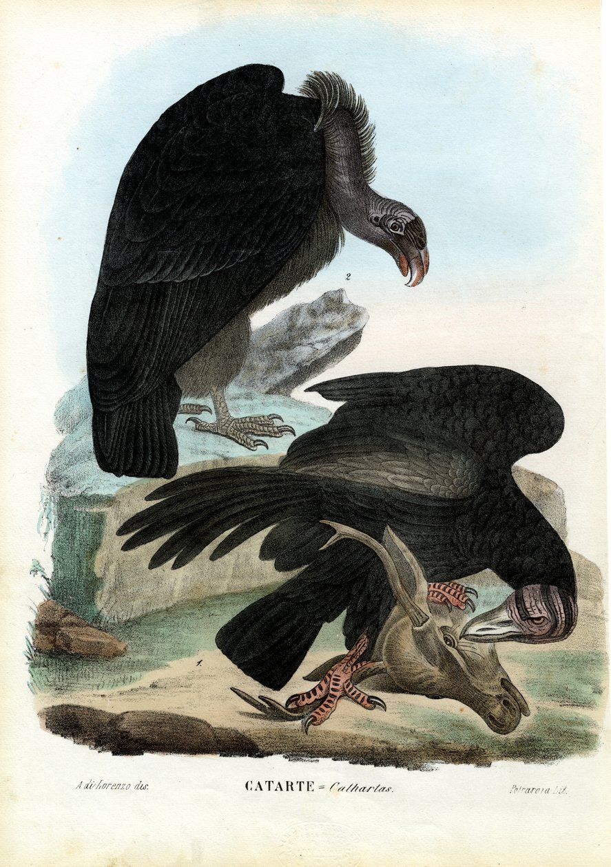 Vultures, 1863-79 af Raimundo Petraroja