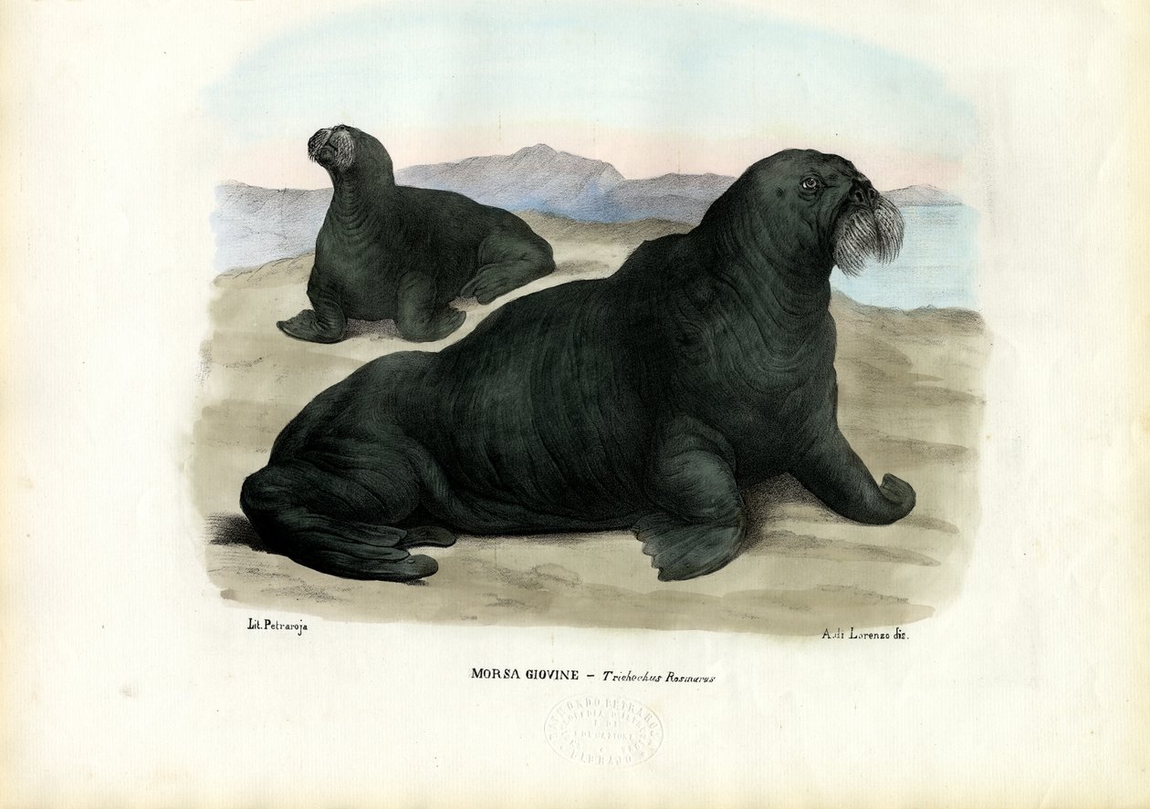 Walrus, 1863-79 af Raimundo Petraroja