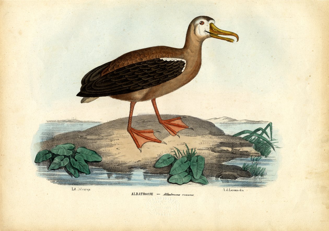 Wandering Albatross, 1863-79 af Raimundo Petraroja