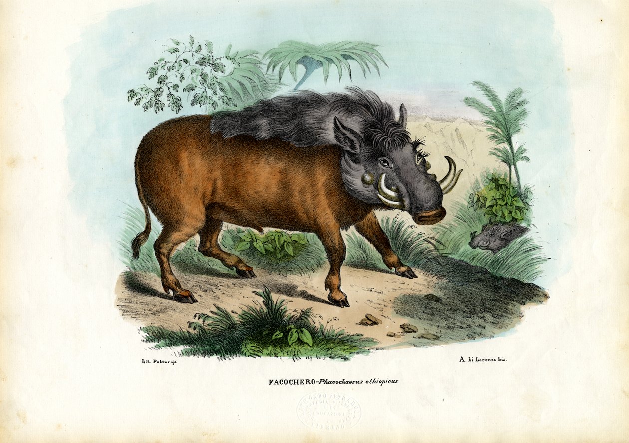 Vortesvin, 1863-79 af Raimundo Petraroja