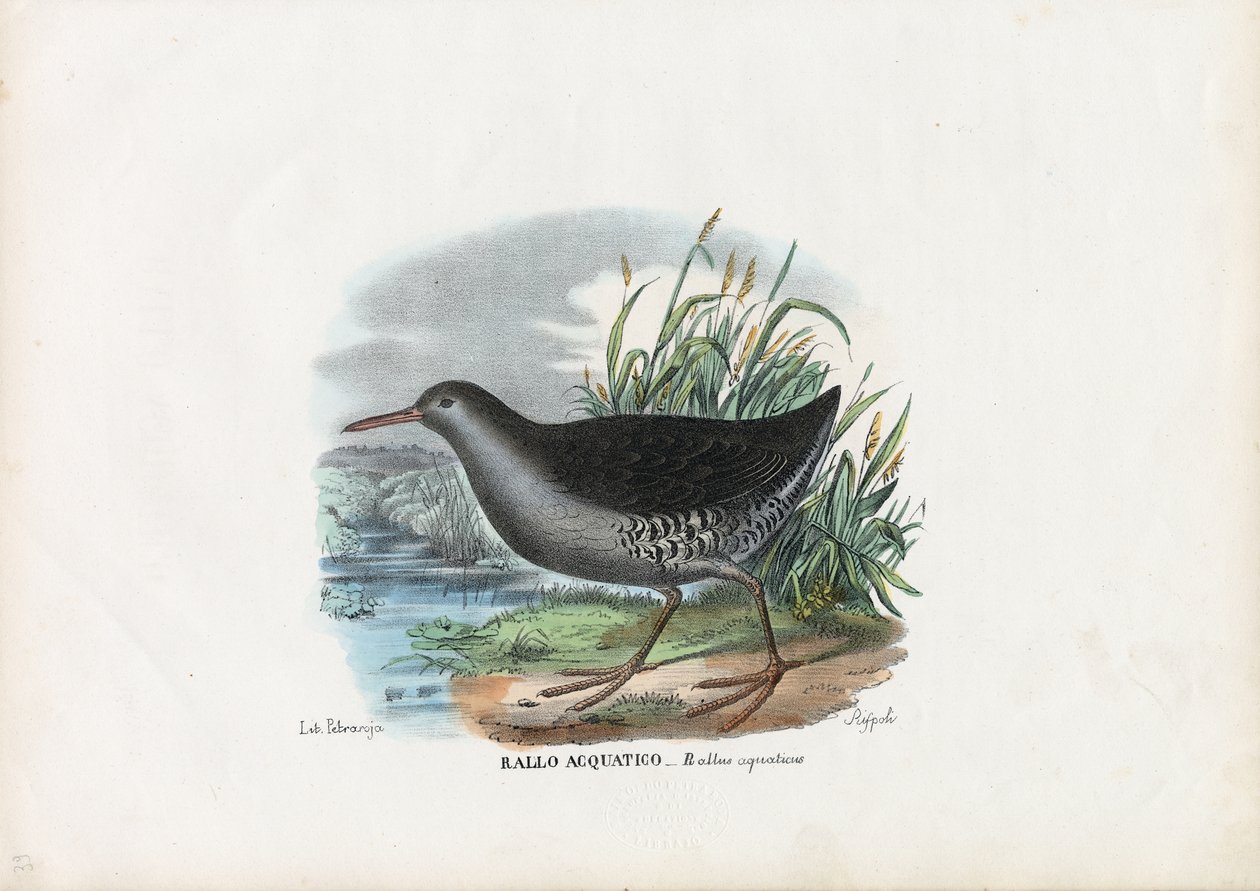 Vandskinne, 1863-79 af Raimundo Petraroja