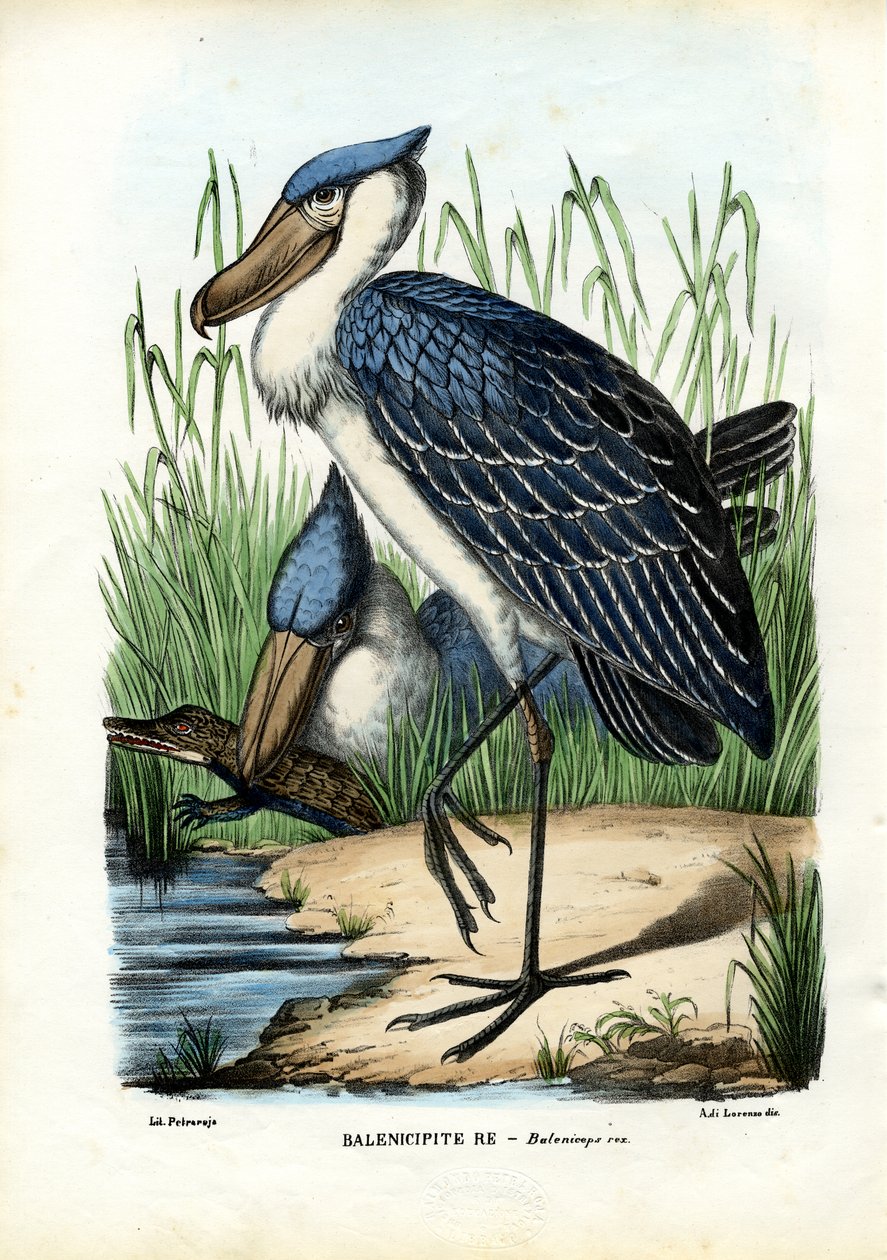 Whalehead, 1863-79 af Raimundo Petraroja