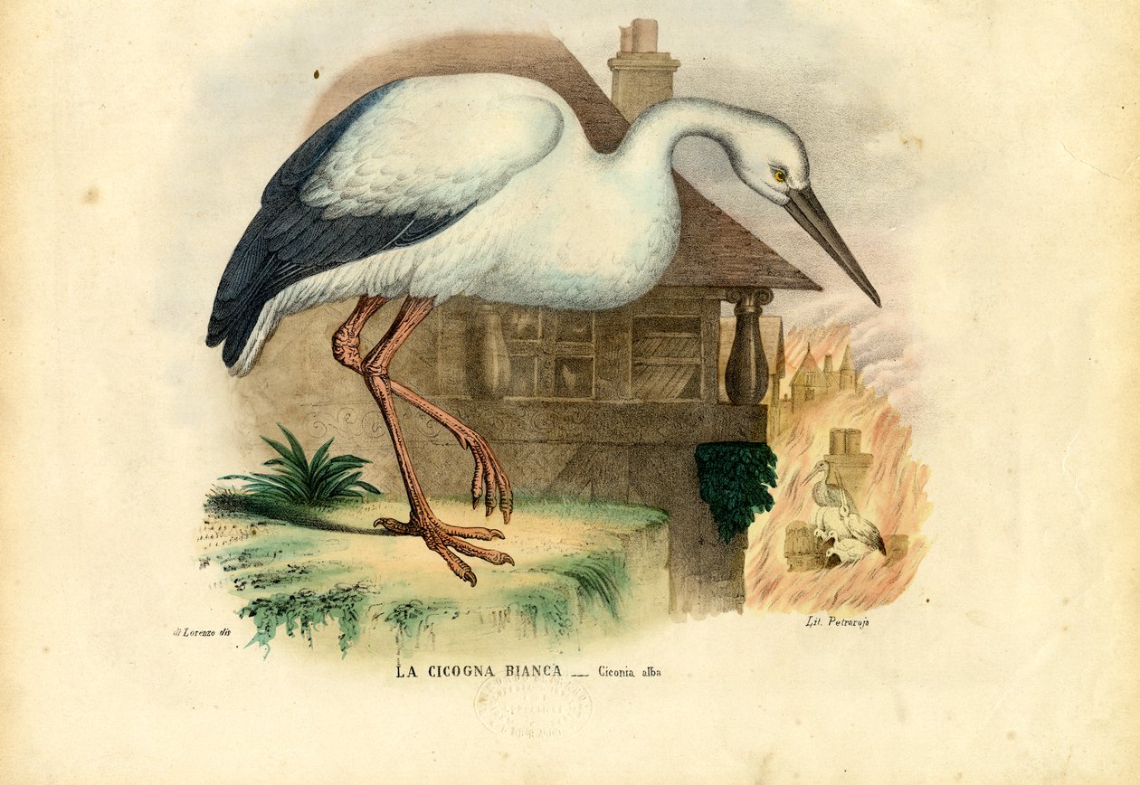 Hvid Stork, 1863-79 af Raimundo Petraroja