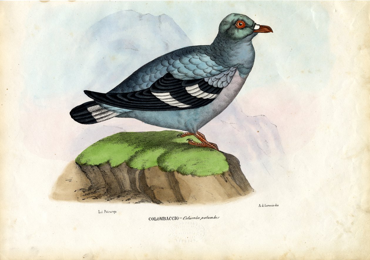 Skovdue, 1863-79 af Raimundo Petraroja