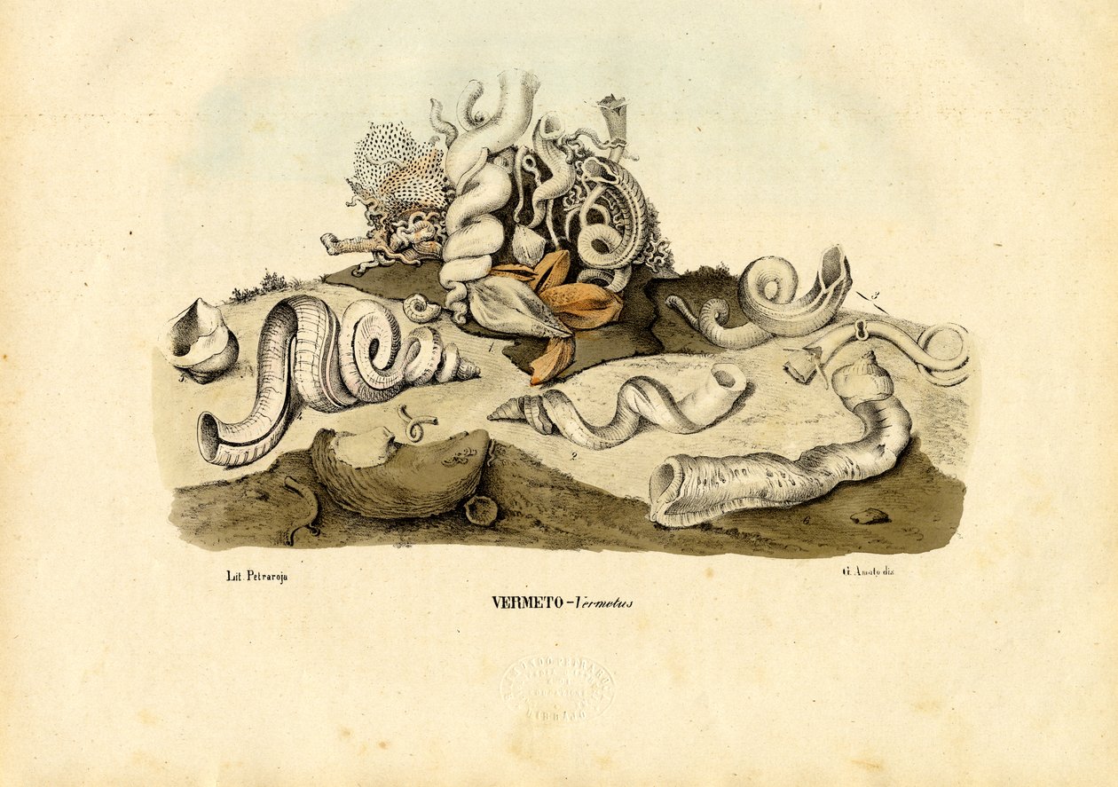 Ormesnegle, 1863-79 af Raimundo Petraroja