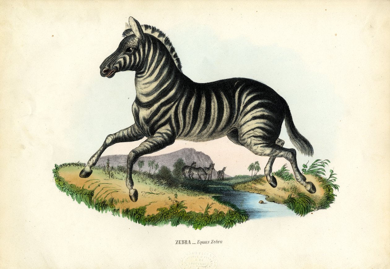 Zebra, 1863-79 af Raimundo Petraroja