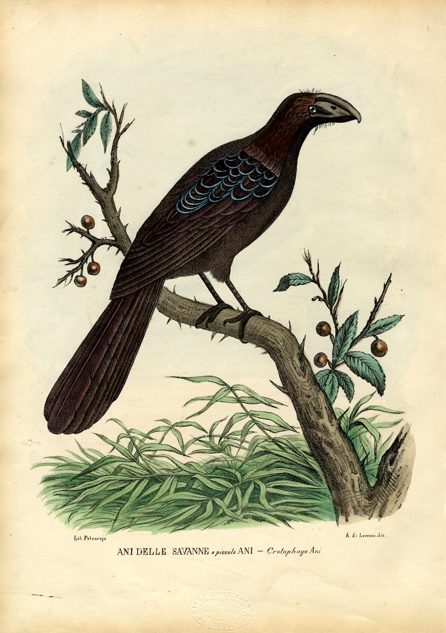 År, 1863-79 af Raimundo Petraroja