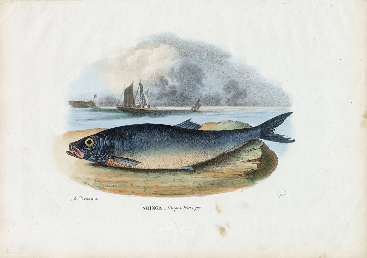 Atlanterhavssild, 1863-79 af Raimundo Petraroja