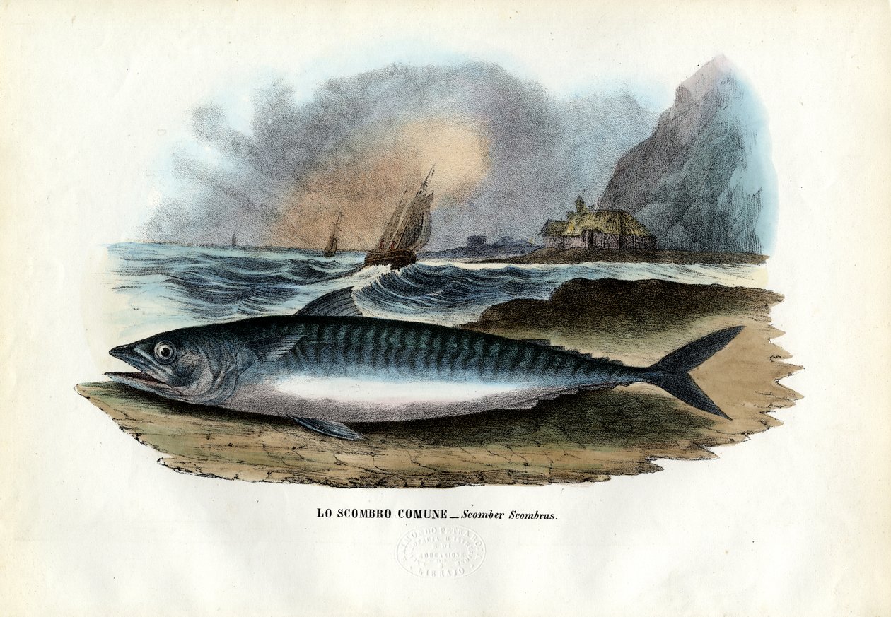 Atlanterhavsmakrel, 1863-79 af Raimundo Petraroja