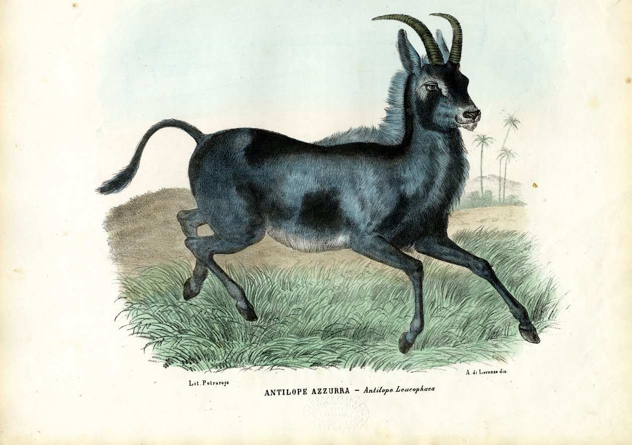 Blåbuk, 1863-79 af Raimundo Petraroja