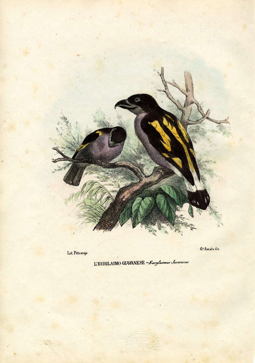 Broadbills, 1863-79 af Raimundo Petraroja