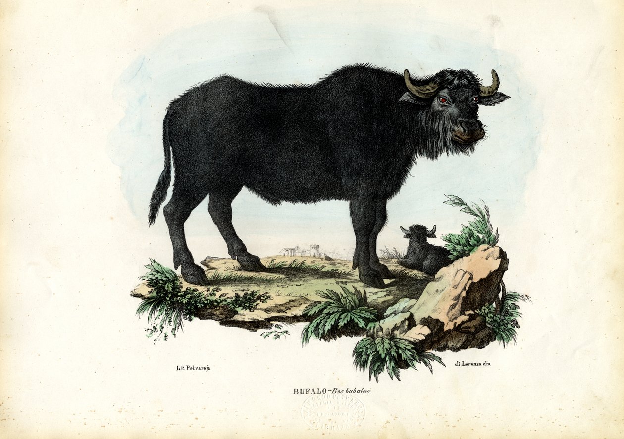 Buffalo, 1863-79 af Raimundo Petraroja