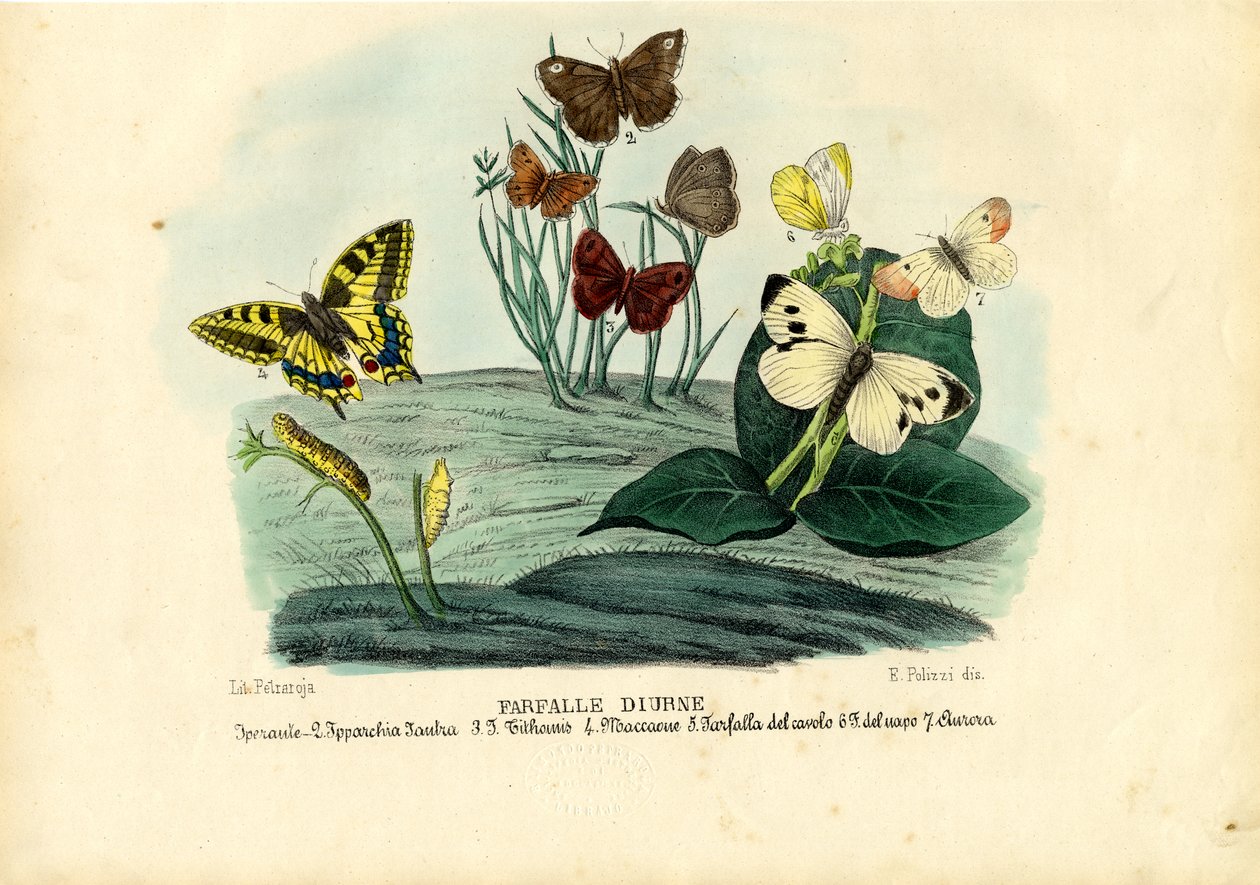 Sommerfugle, 1863-79 af Raimundo Petraroja