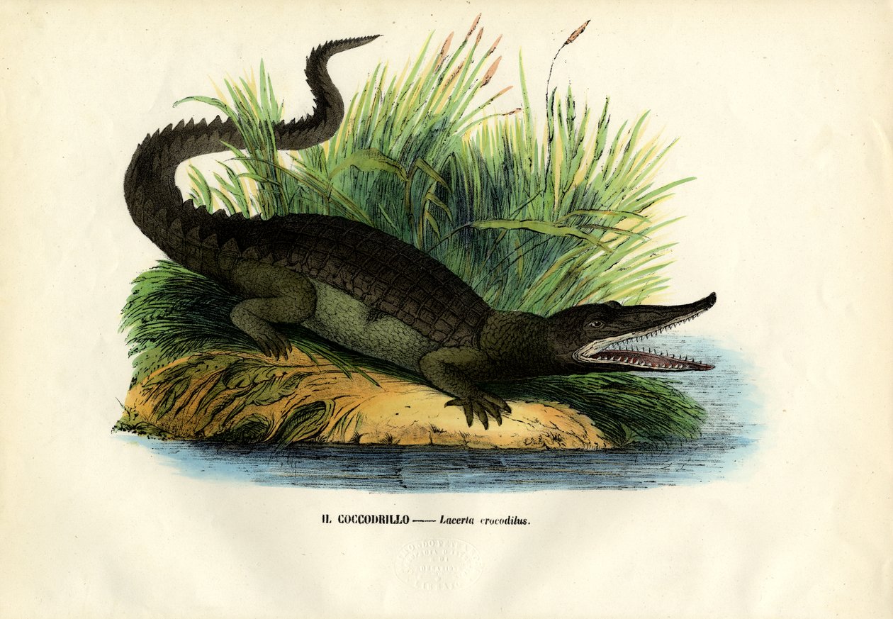 Caiman, 1863-79 af Raimundo Petraroja