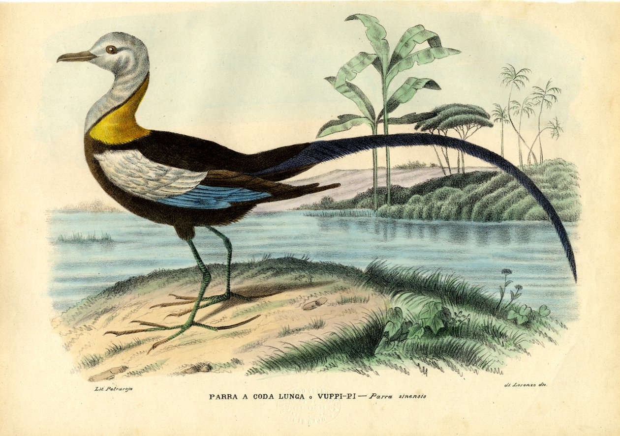Kinesisk Jacana, 1863-79 af Raimundo Petraroja
