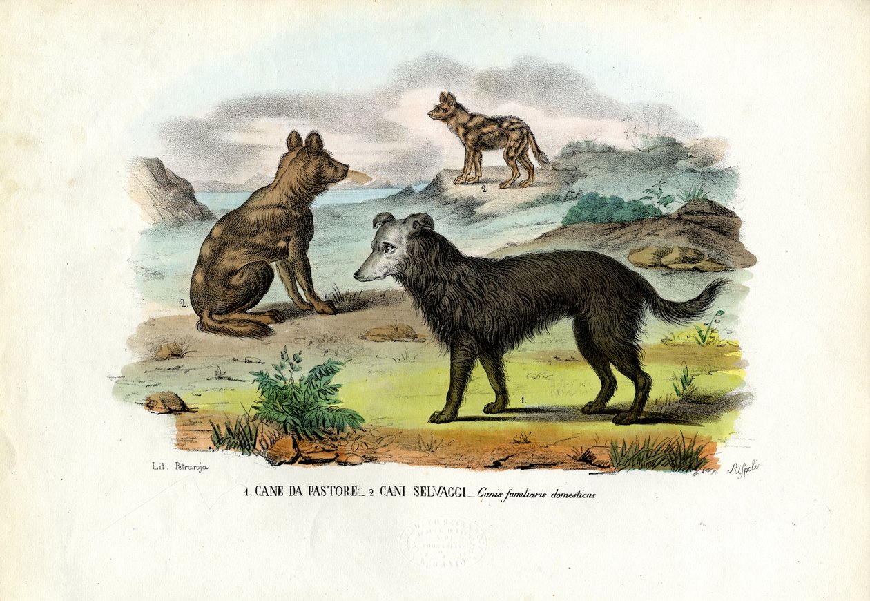 Hunde af Raimundo Petraroja