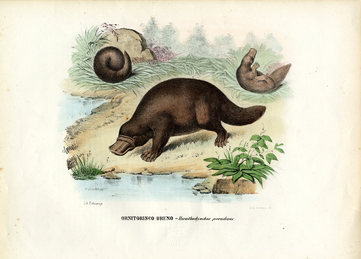 Andenæbbet Næbdyr, 1863-79 af Raimundo Petraroja