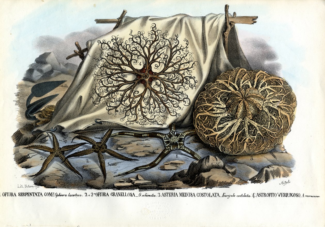 Gorgons hoved, 1863-79 af Raimundo Petraroja