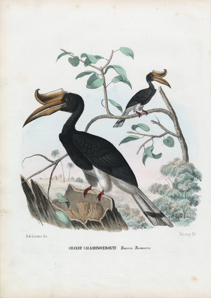 Great Hornbill, 1863-79 af Raimundo Petraroja