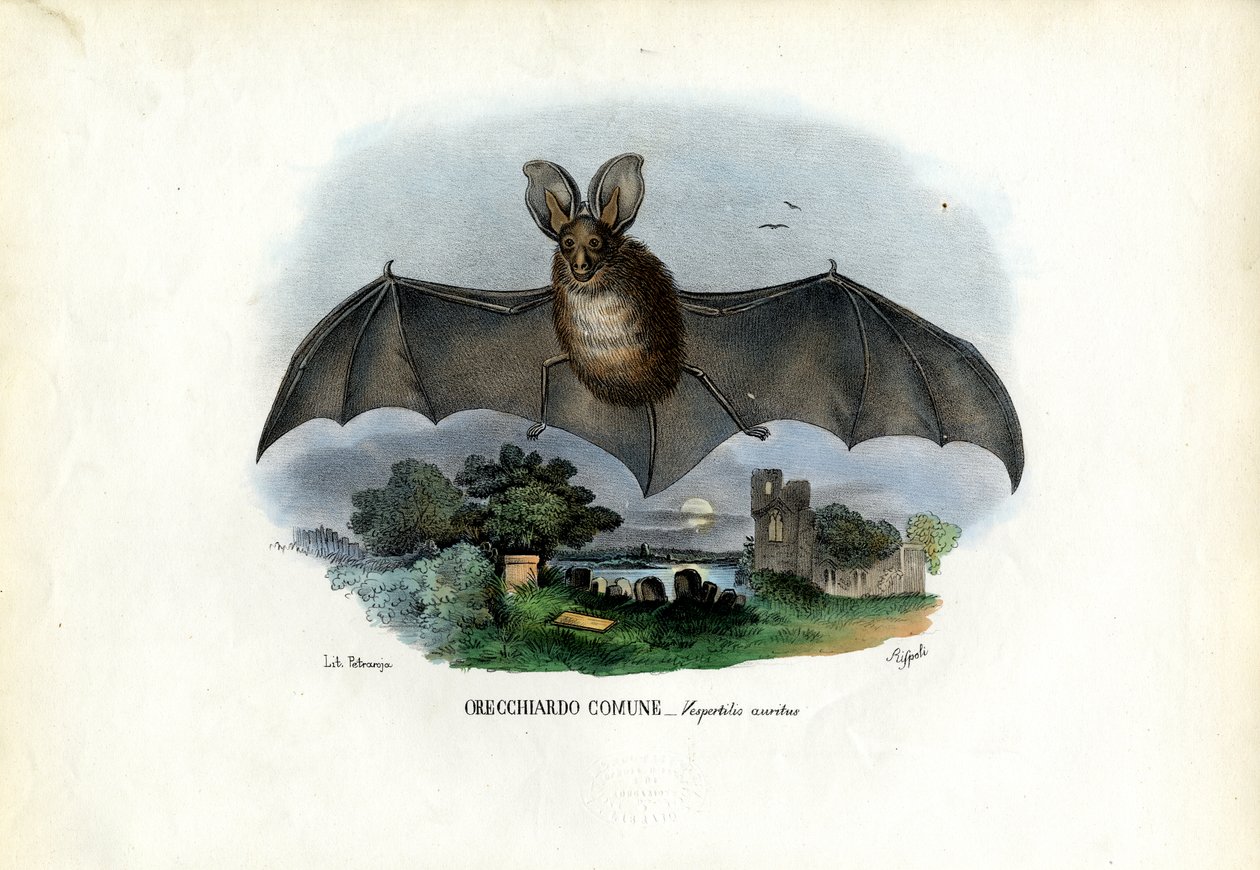 Grå langøret flagermus, 1863-79 af Raimundo Petraroja