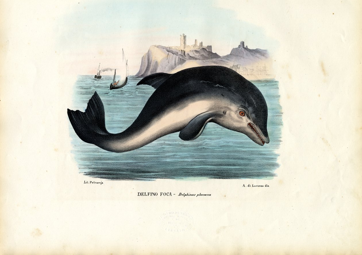 Marsvin, 1863-79 af Raimundo Petraroja