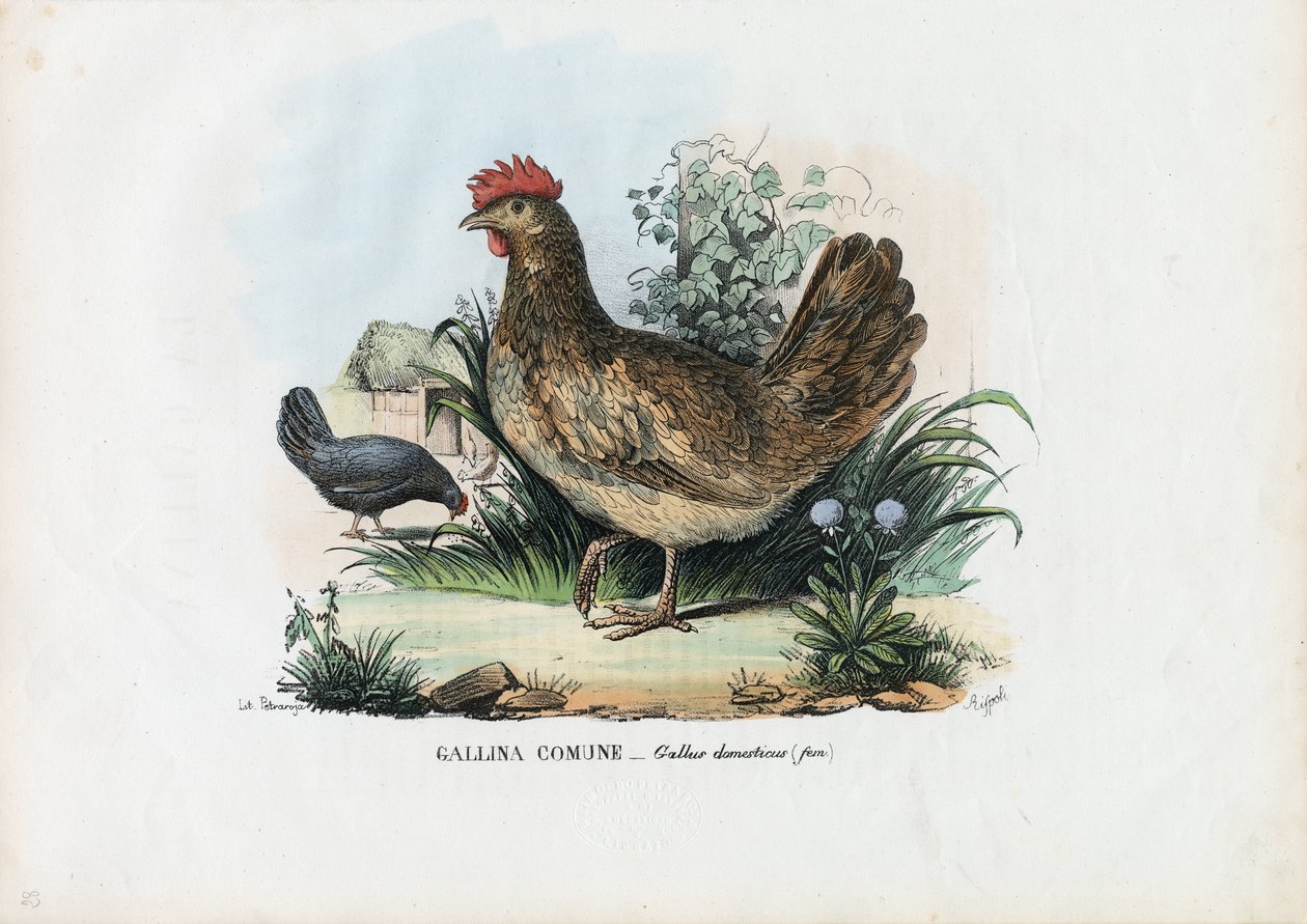 Hen, 1863-79 af Raimundo Petraroja