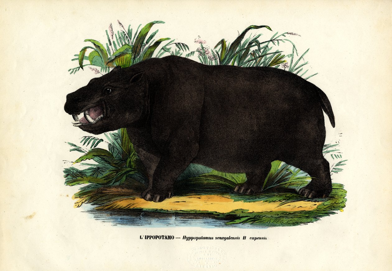 Flodhest, 1863-79 af Raimundo Petraroja