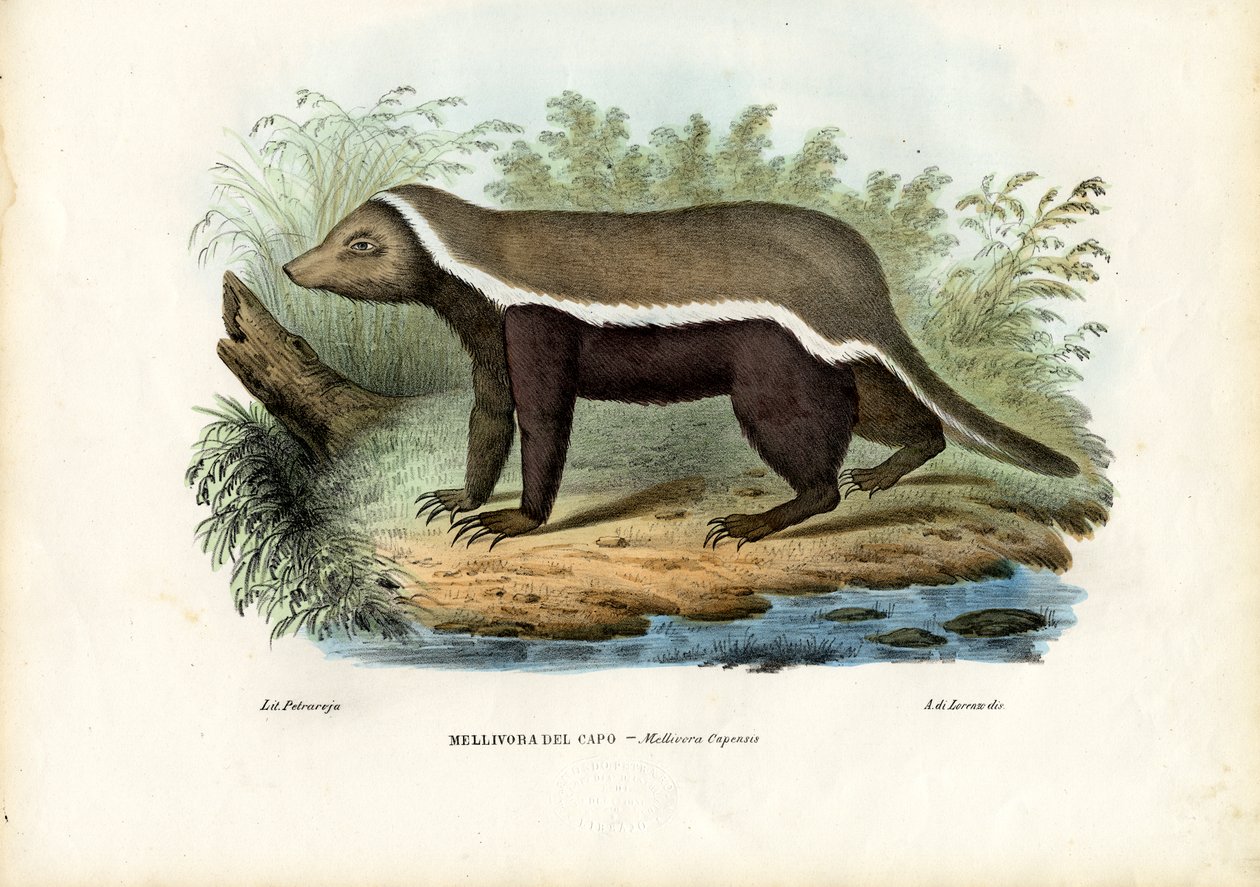 Honninggrævling, 1863-79 af Raimundo Petraroja