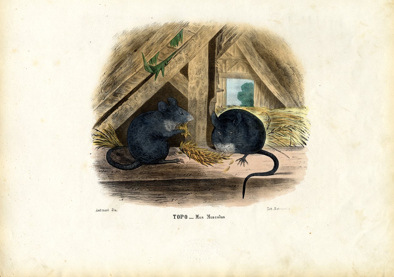 Husmus, 1863-79 af Raimundo Petraroja