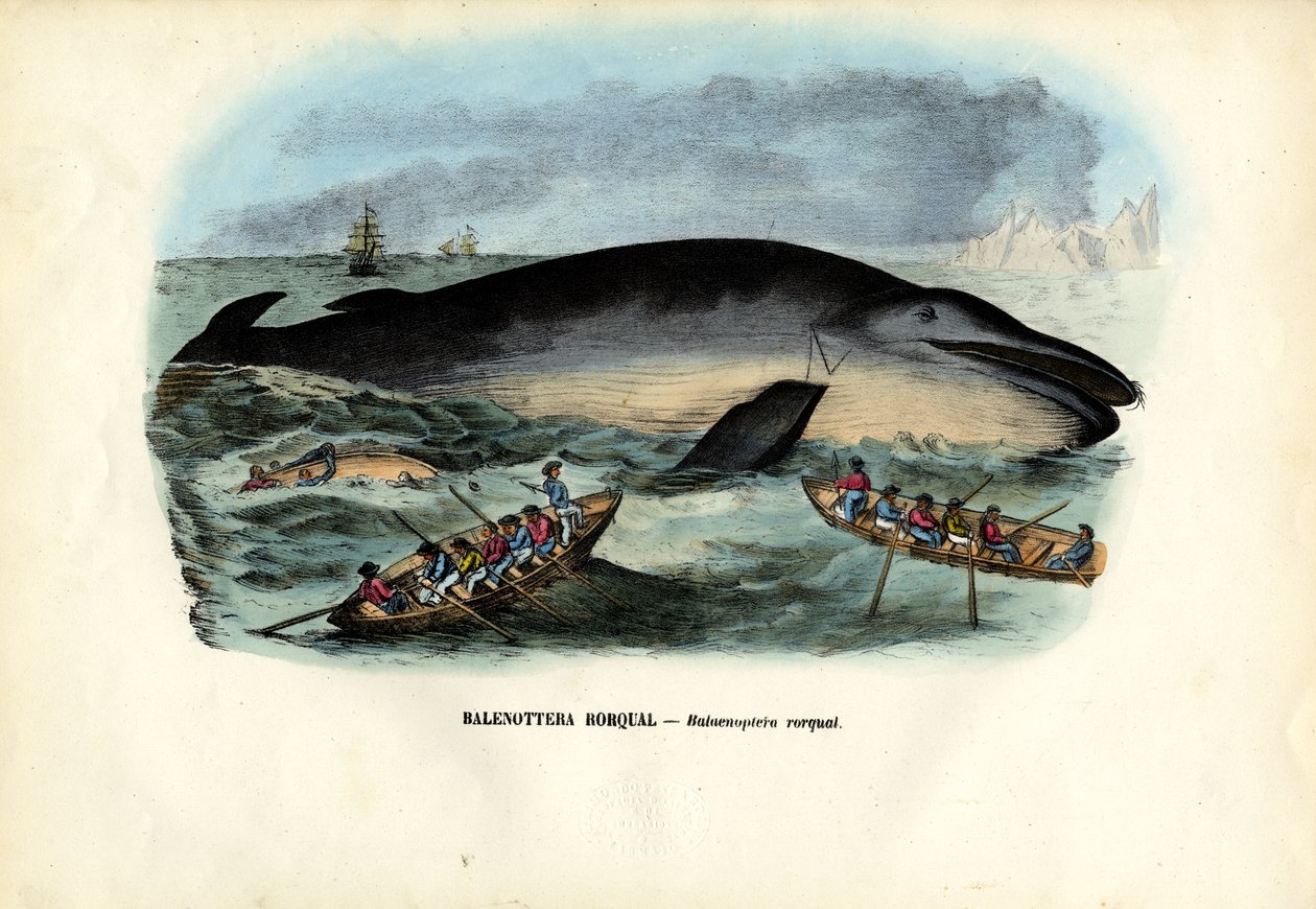 Pukkelhval, 1863-79 af Raimundo Petraroja