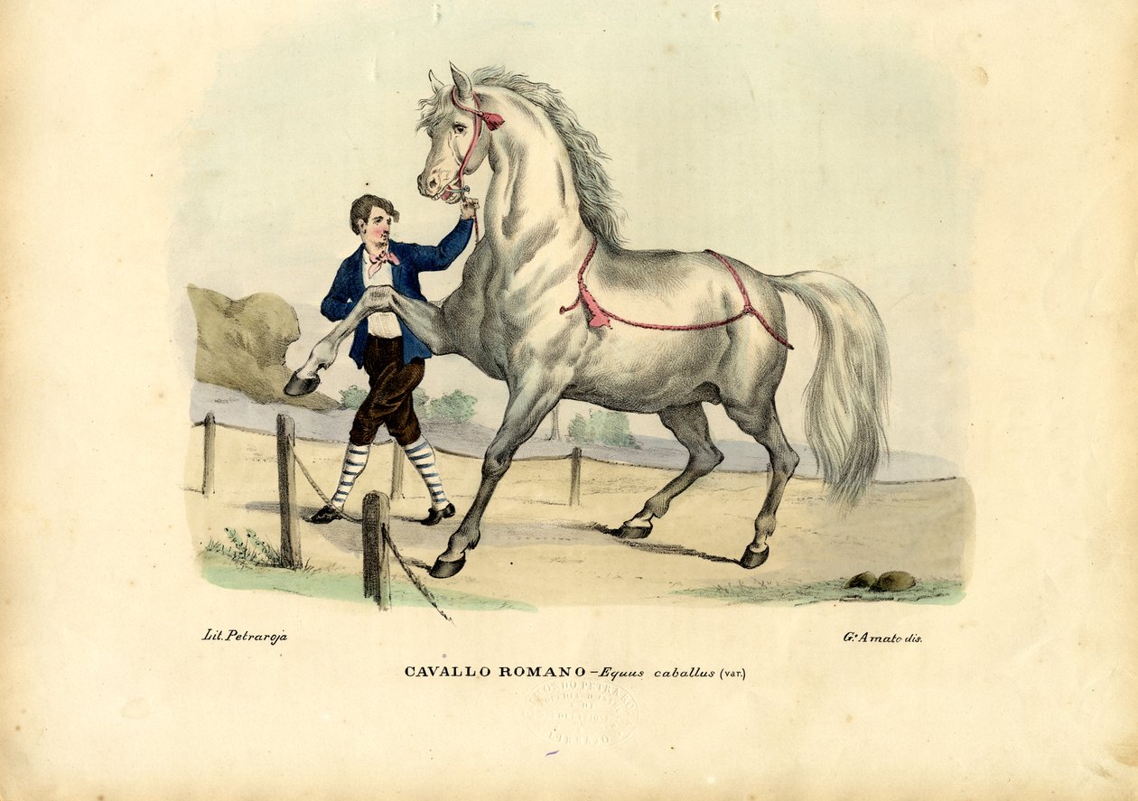 Italian Horse, 1863-79 af Raimundo Petraroja