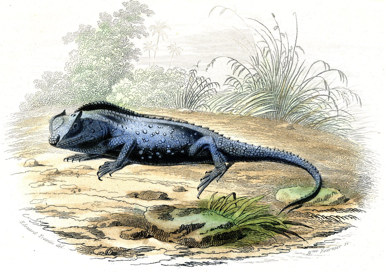 Det gaffelformede hoved (Lyriocephalus margaritaceus) - Tallerken udvundet fra Histoire Naturelle af Bernard Germain de Lacepede (1856-1925), udgave P.Furme, Paris af Raimundo Petraroja