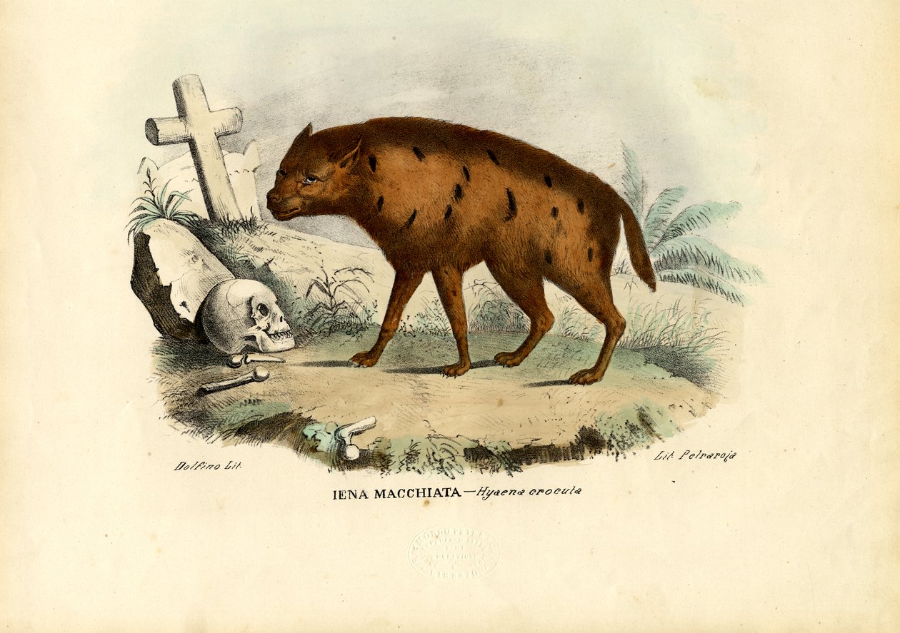 Latterhyæne, 1863-79 af Raimundo Petraroja