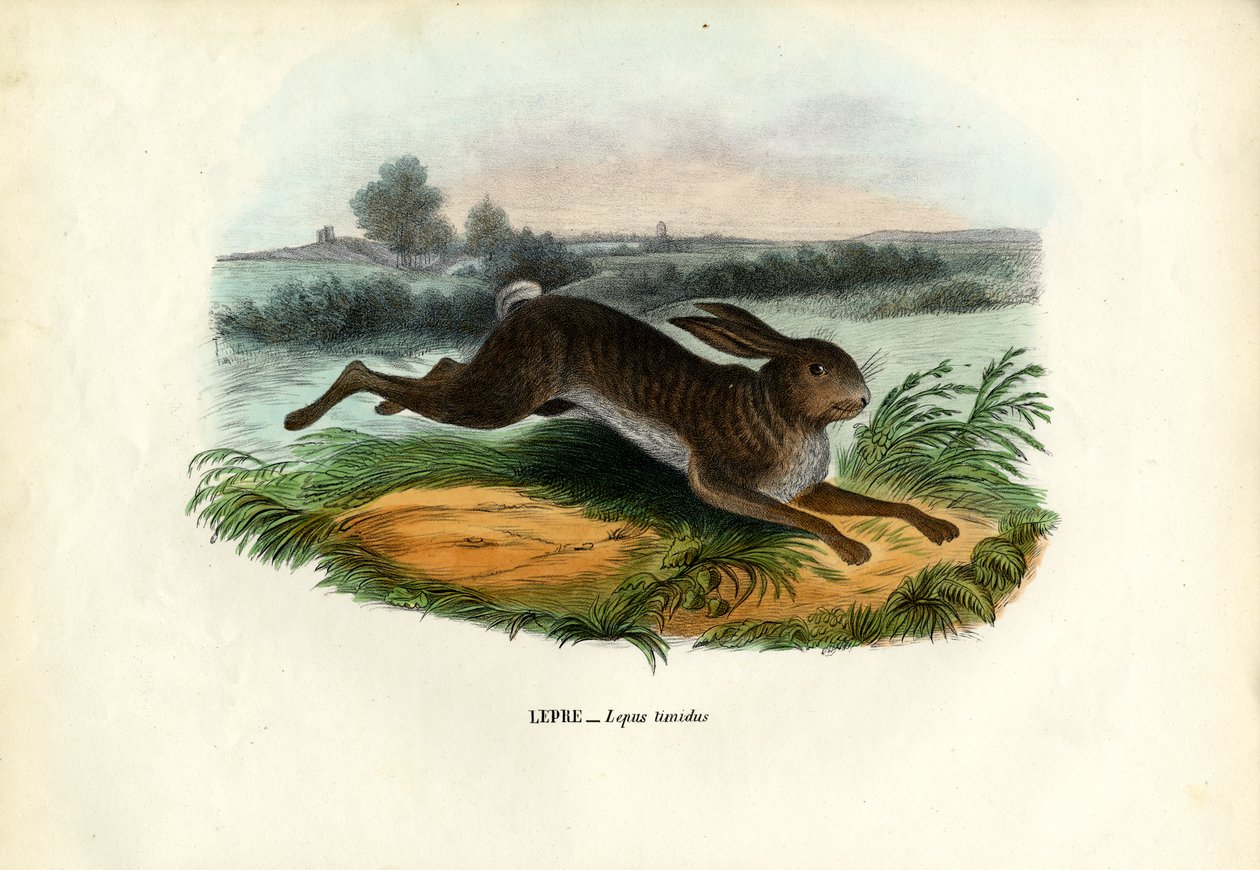 Bjerghare, 1863-79 af Raimundo Petraroja