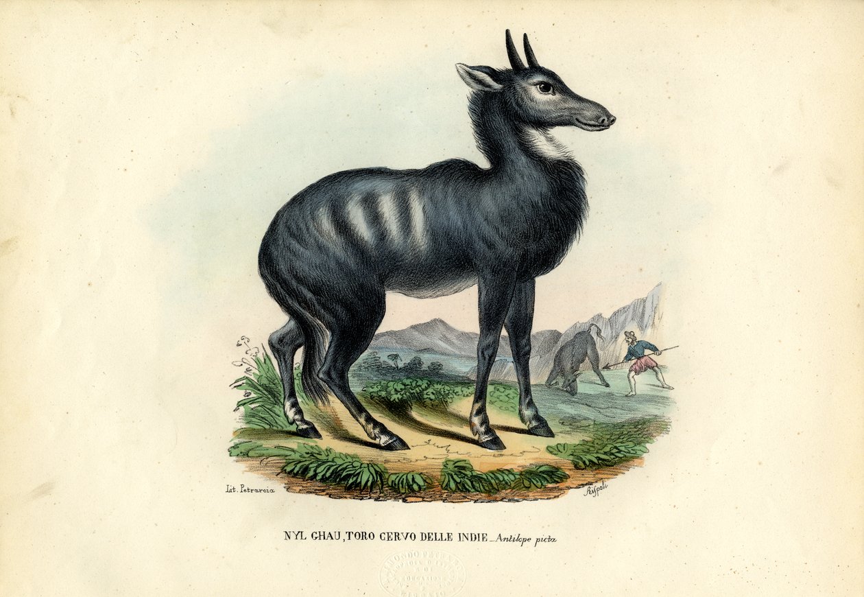 Nilgai af Raimundo Petraroja