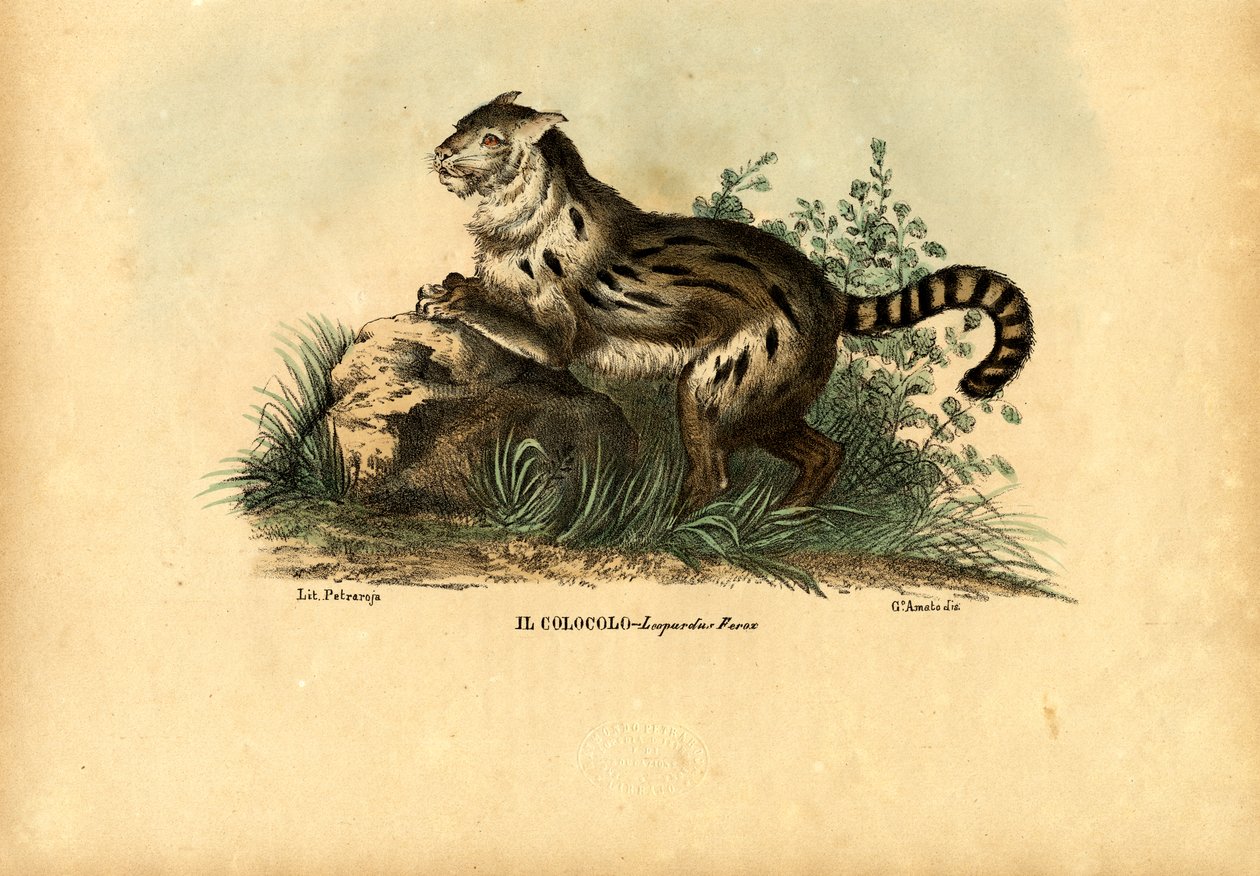Pampaskat, 1863-79 af Raimundo Petraroja