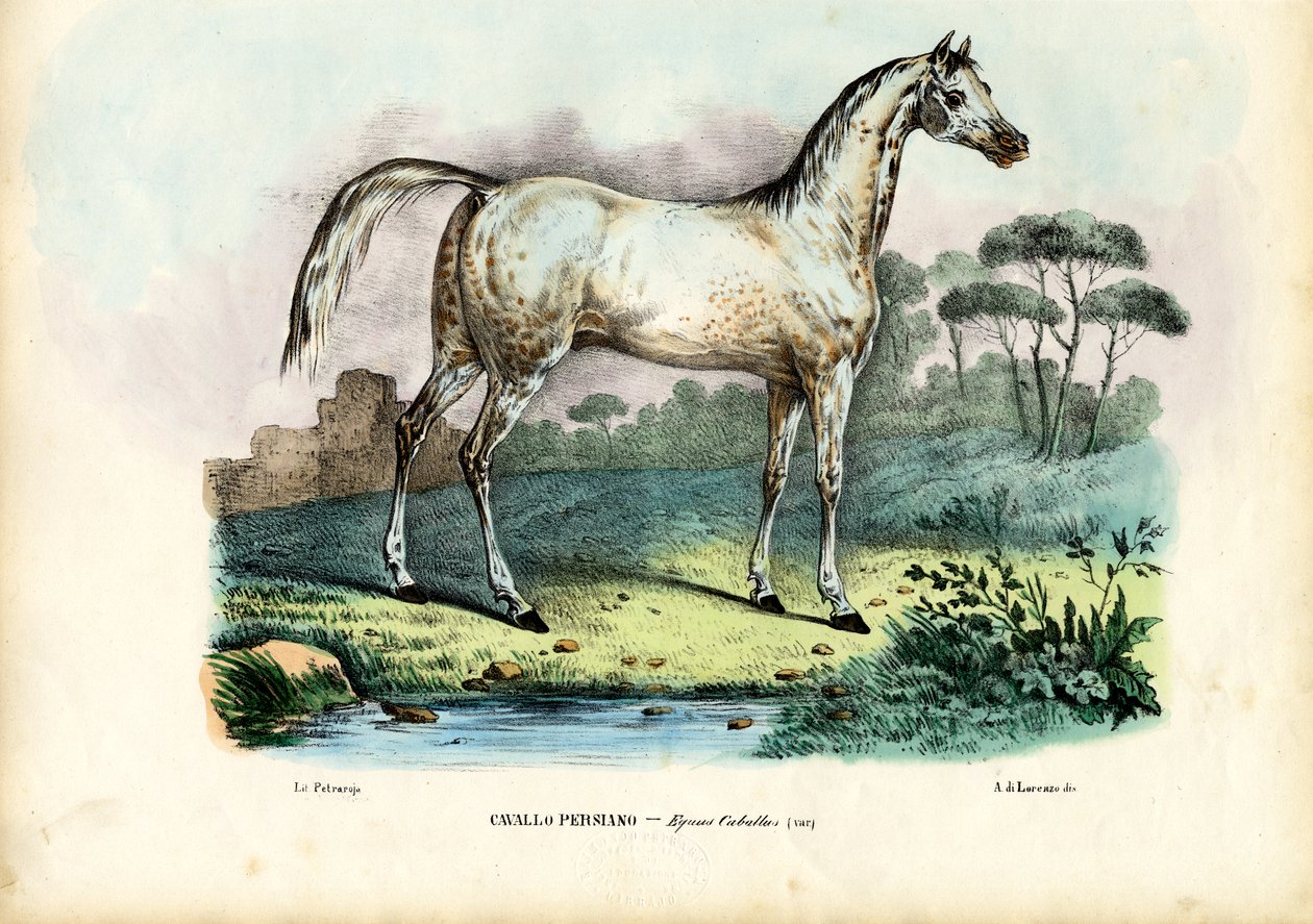 Persian Horse, 1863-79 af Raimundo Petraroja